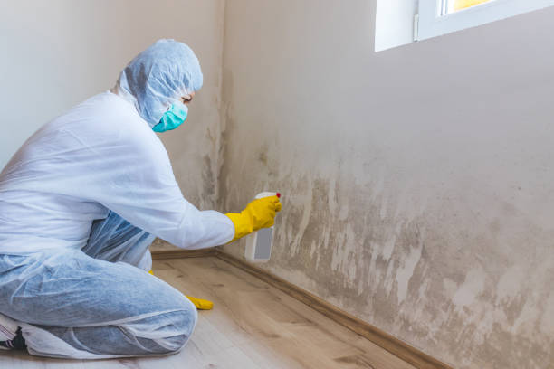 Licensed Basement Mold Remediation service in Cary, IL - Car Mold Remediation